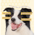 HICCPET 寵物淚痕潔眼紙 100片裝 - 無香（貓狗適用）